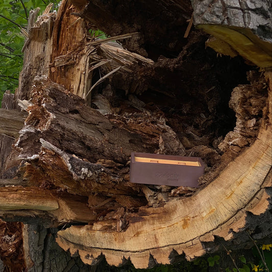 Соєва свічка «Ретрит у Карпатах» ванночка, 320 г — кедр, ялиця та мох